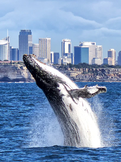 Whale breaching near city skyline during a whale watching cruise.