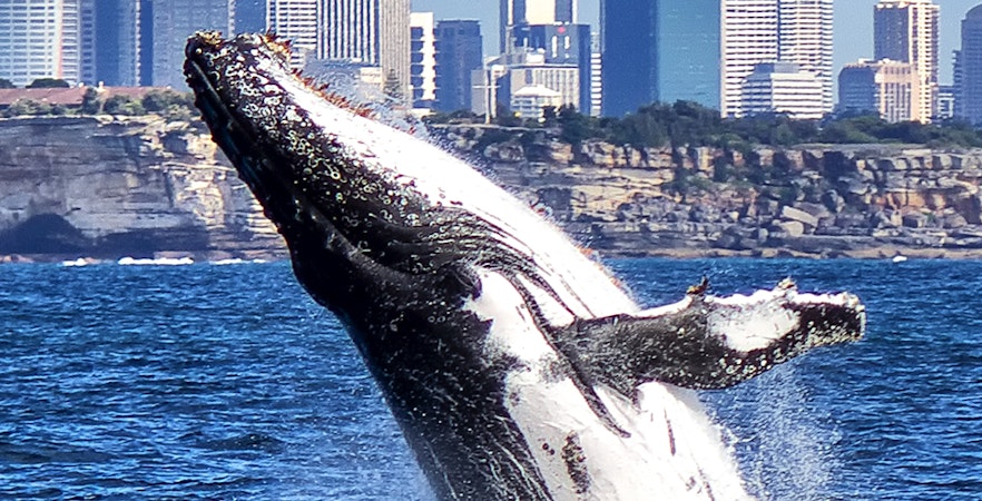 Crociere per l'osservazione delle balene a Sydney
