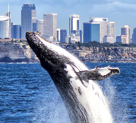 Whale breaching near city skyline during a whale watching cruise.