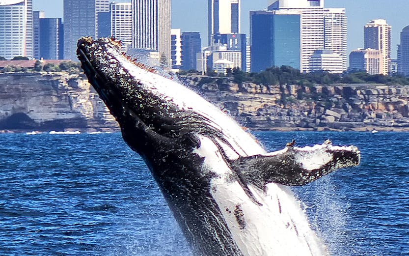 Whale Watching Cruises