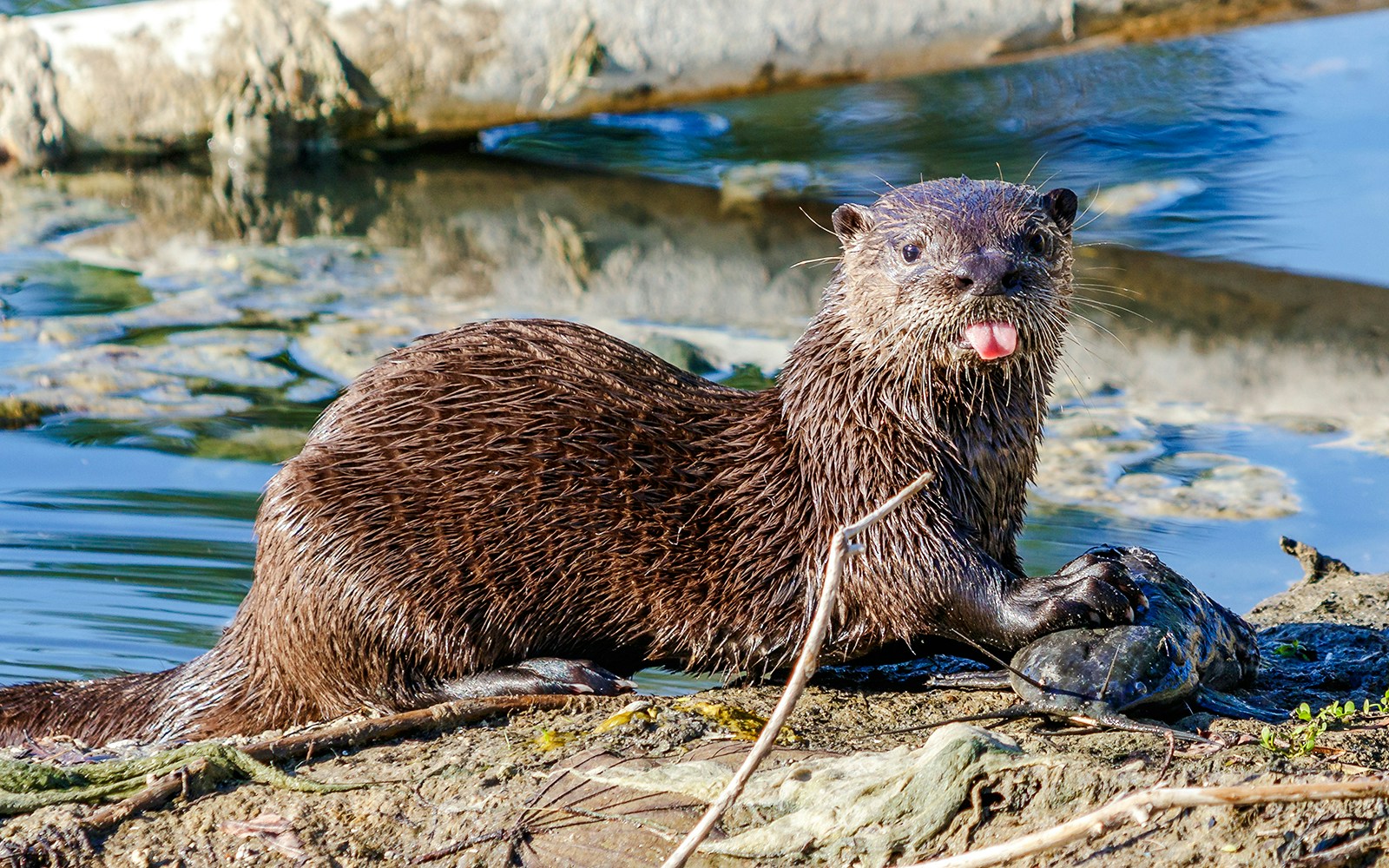 Otter on a riverbank in Everglades National Park.