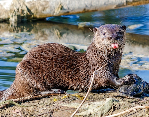 Otter on a riverbank in Everglades National Park.