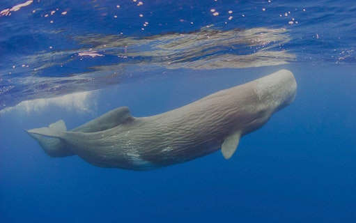 île de pico : visite en bateau pour observer les baleines-3