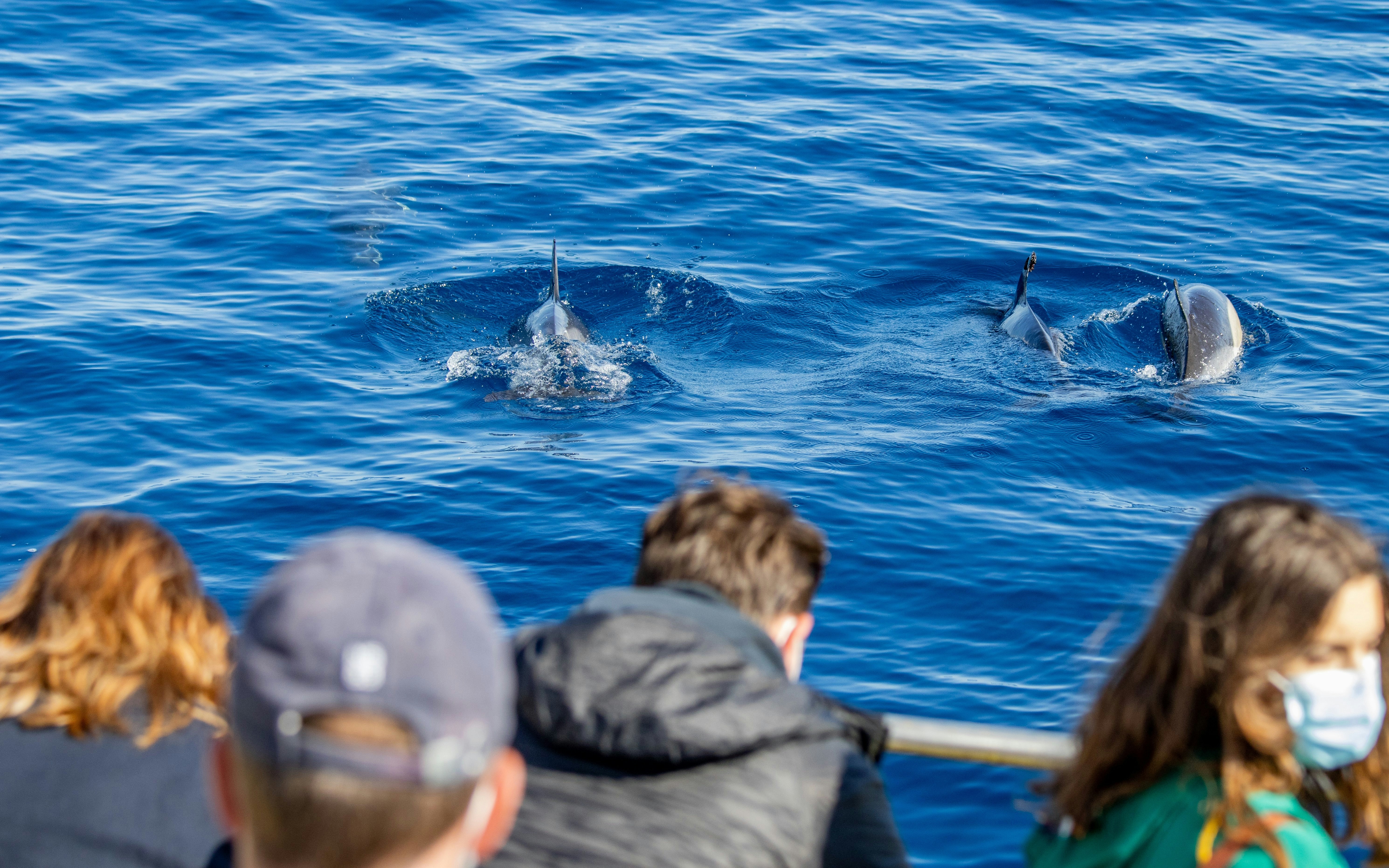 Common dolphins swimming near a boat during a tour in Lisbon, Portugal.