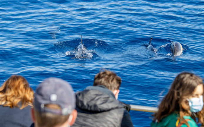 Common dolphins swimming near a boat during a tour in Lisbon, Portugal.