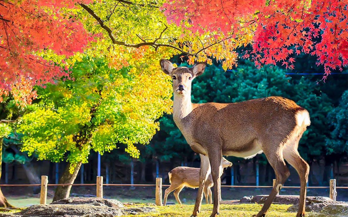 guided day tour of kyoto and nara: fushimi inari taisha shrine, arashiyama, and nara park-10 guided day tour of kyoto and nara: fushimi inari taisha shrine, arashiyama, and nara park-10