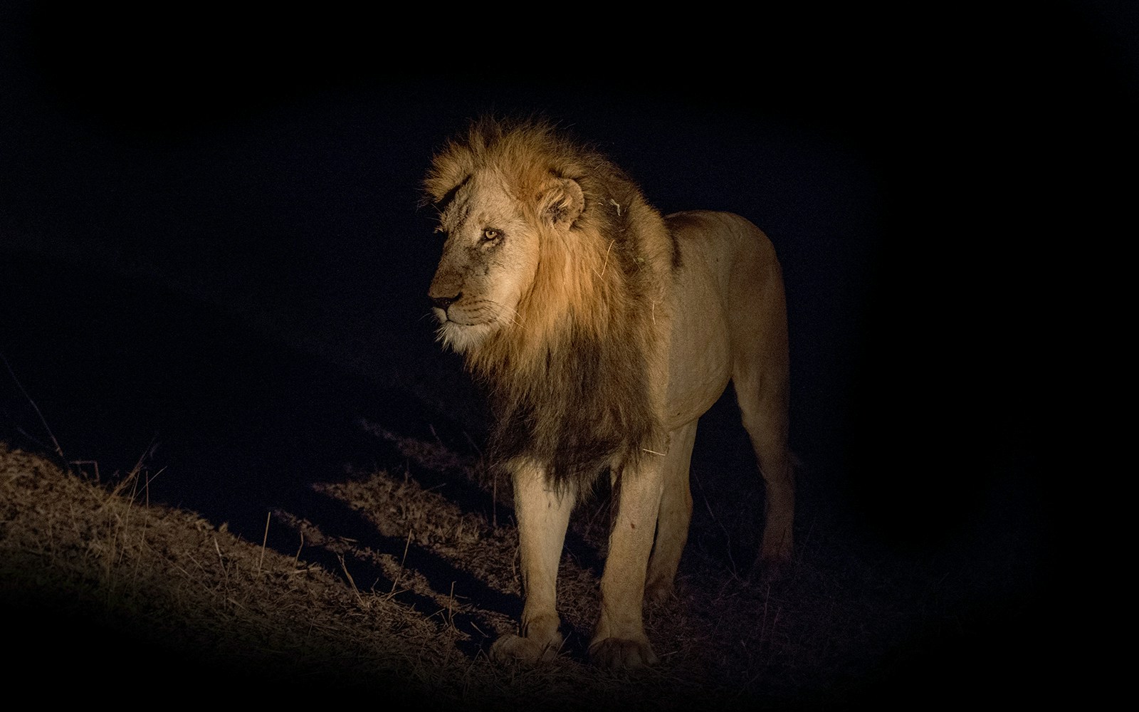 Chiang Mai Night Safari Park