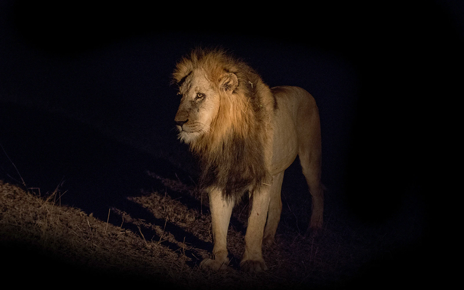 Chiang Mai Night Safari Park