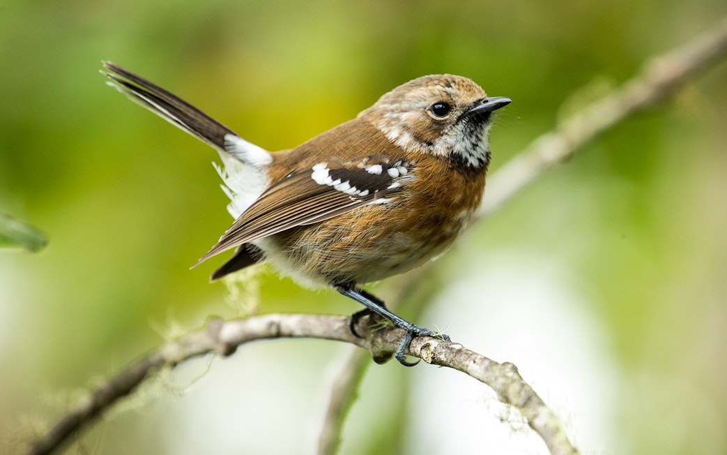 Hawaiʻi ʻelepaio perched on a branch during Hakalau Forest birdwatching tour.