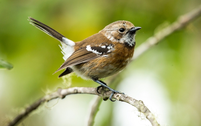 Hawaiʻi ʻelepaio perched on a branch during Hakalau Forest birdwatching tour.