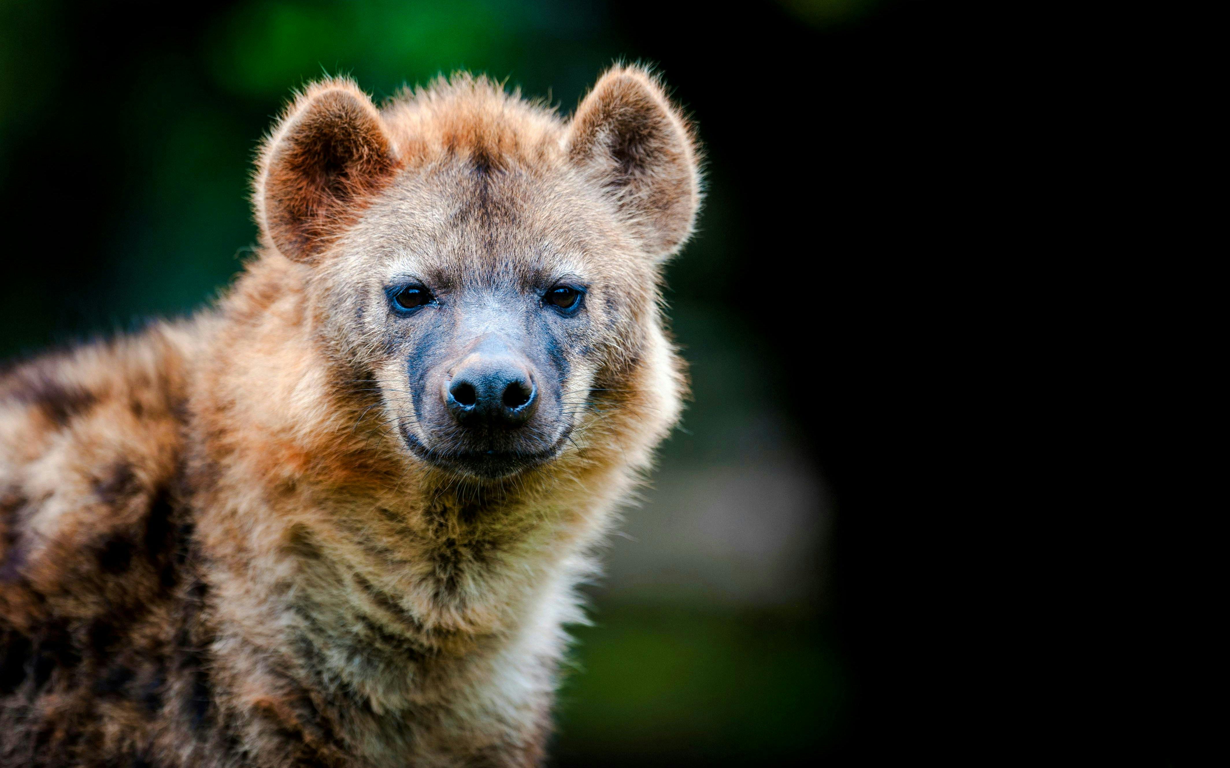 Hyena in Nairobi National Park, Kenya.