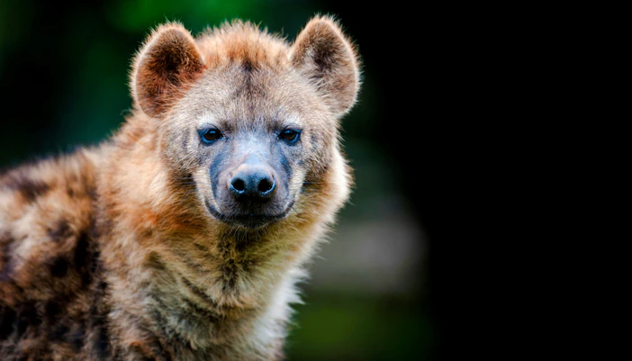 Hyena in Nairobi National Park, Kenya.
