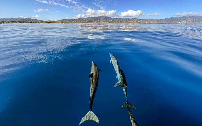 Dolphins swimming in clear waters off O'ahu with mountains in the background.