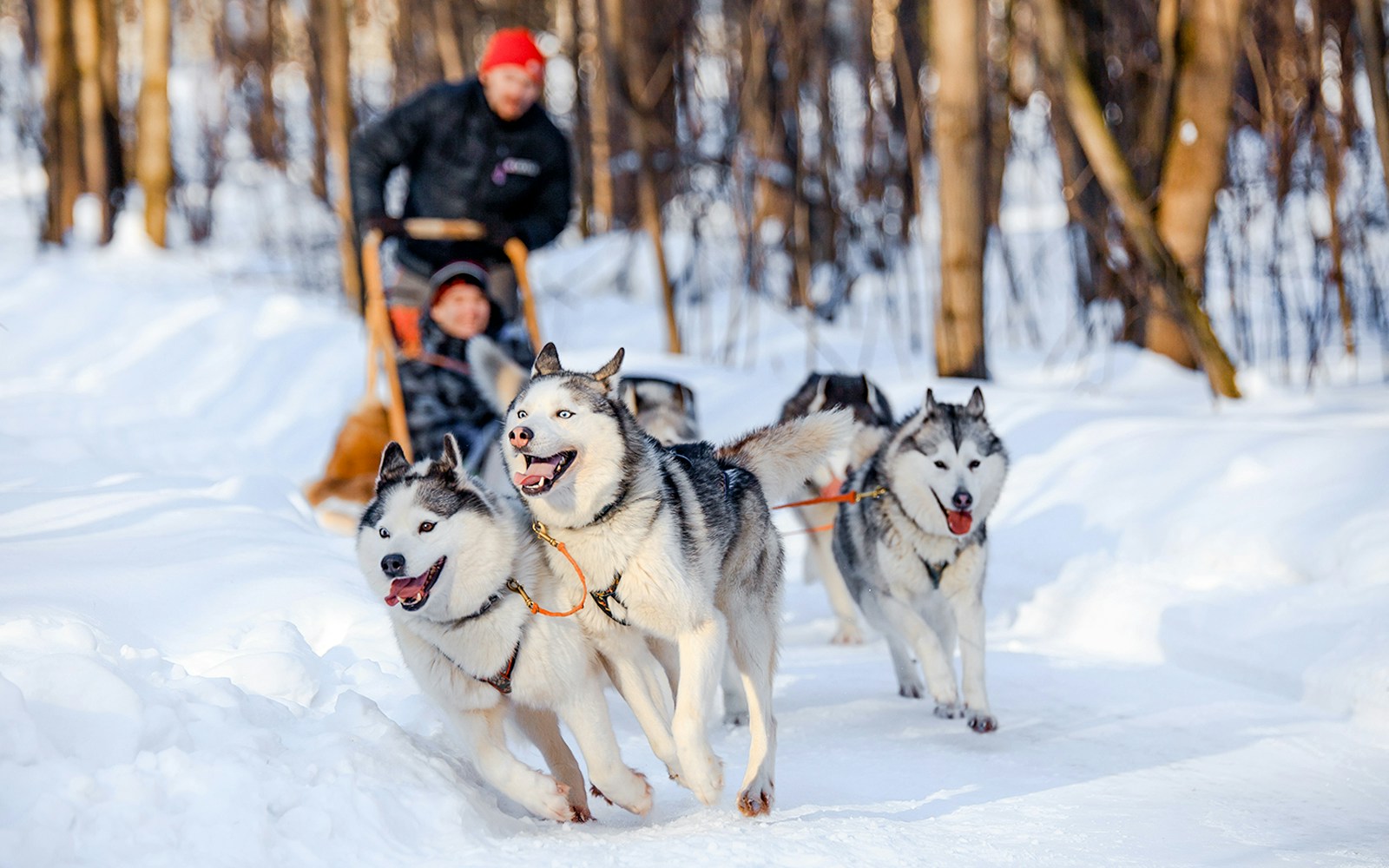 Dog sledding through snowy forest in winter.