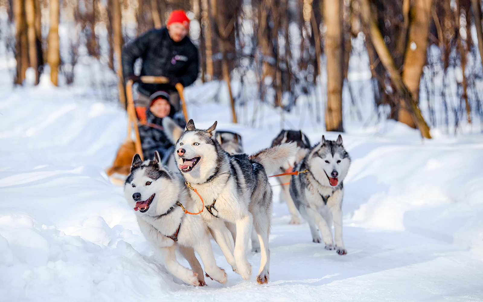 Dog sledding through snowy forest in winter.