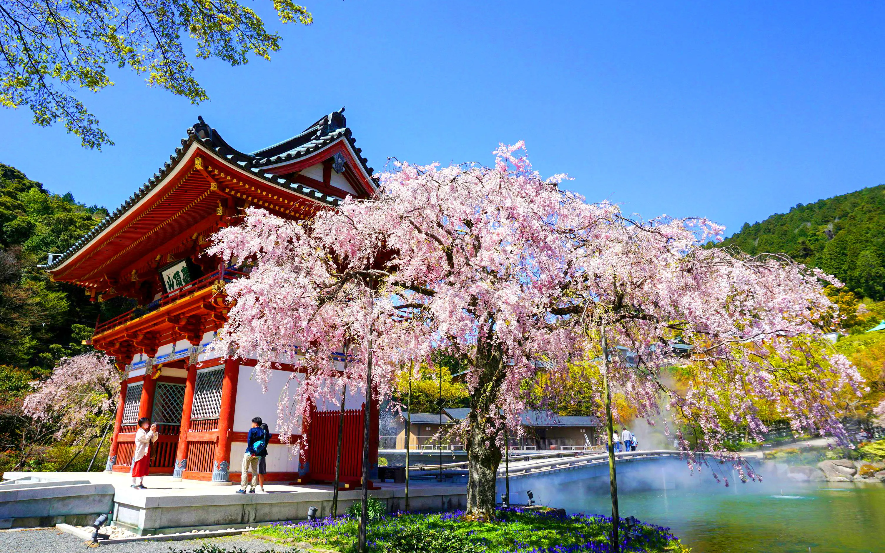 Niomon Gate with cherry blossoms at Katsuo-ji Temple, Minoo City, Osaka, Japan.