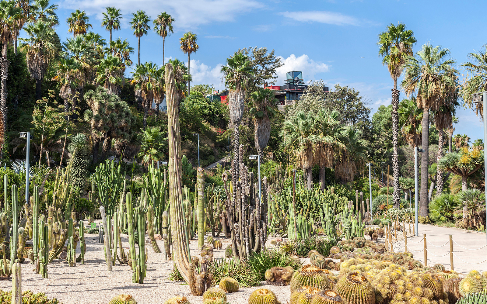 Cacti and succulents in Jardins de Mossèn Costa i Llobera, Barcelona.