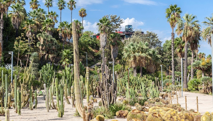 Cacti and succulents in Jardins de Mossèn Costa i Llobera, Barcelona.
