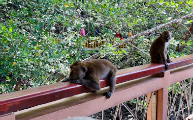 Kilim Geoforest Park Mangrove Boat Tour with Lunch and Hotel Transfers