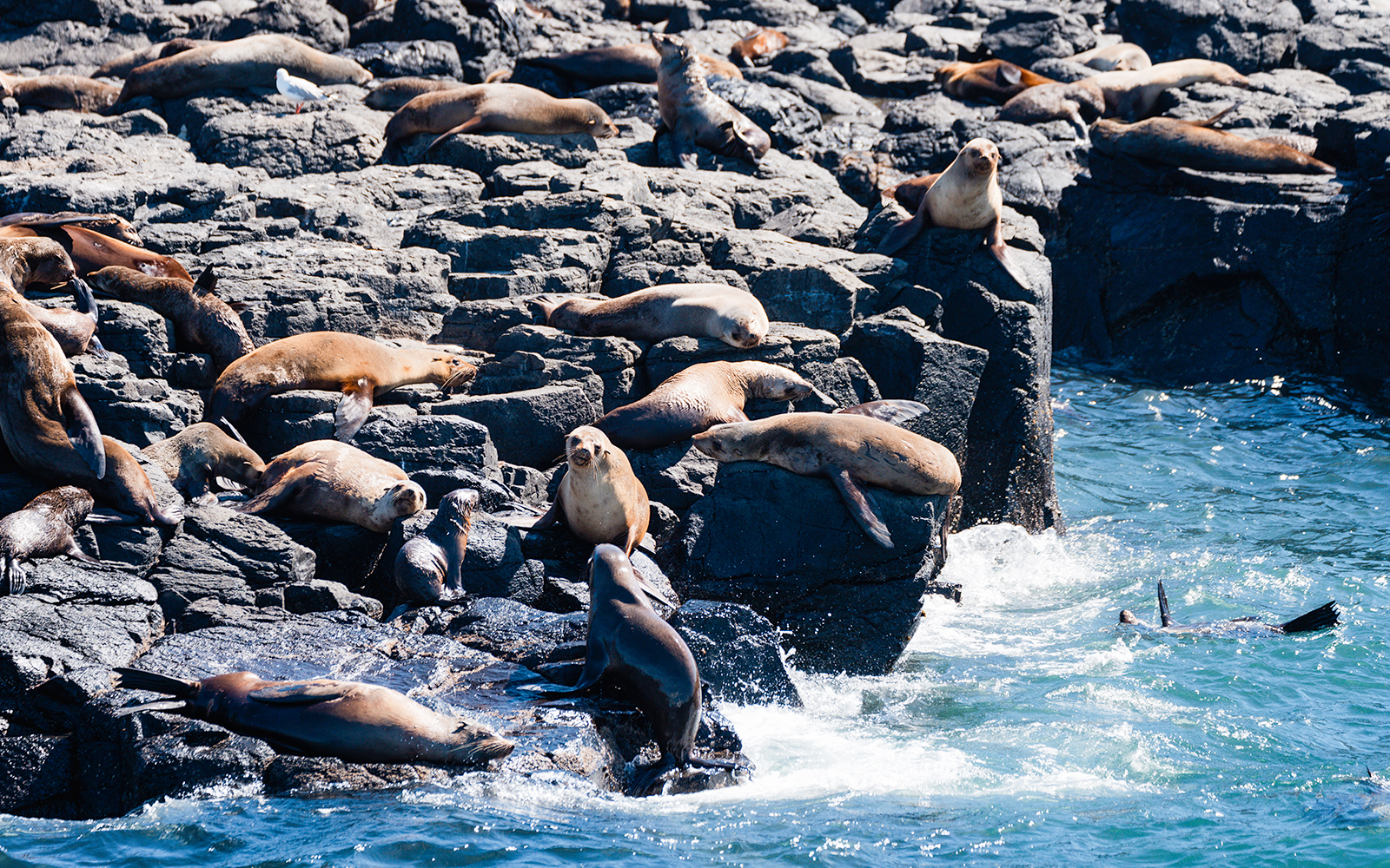 Seals resting on rocky shore during a cruise at Phillip Island.