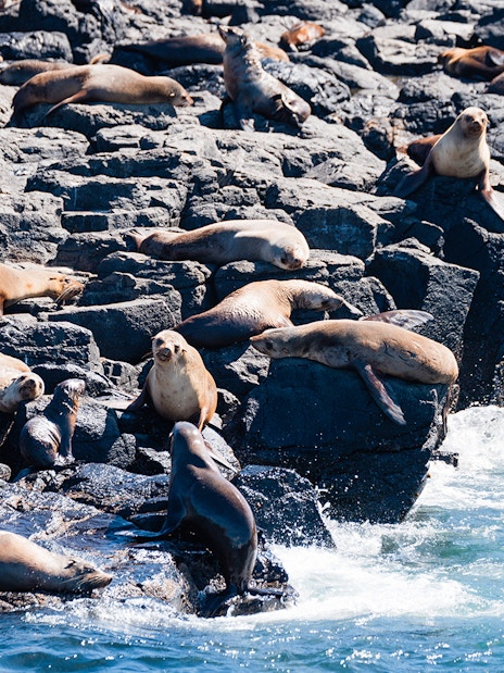 Seals resting on rocky shore during a cruise at Phillip Island.