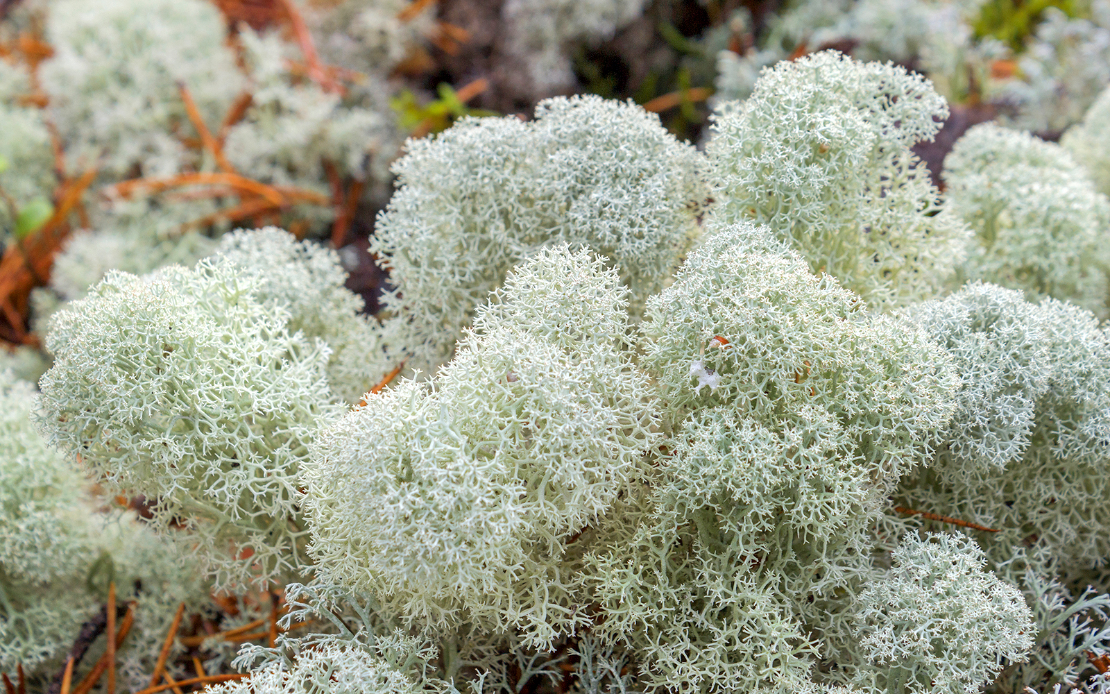 Exploring Arctic flora and fauna