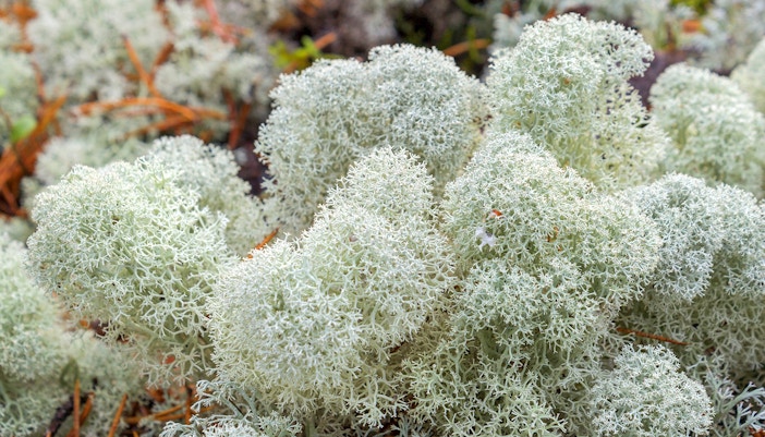 Exploring Arctic flora and fauna
