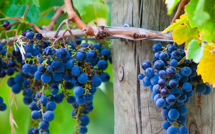 Grapes on a vine at a Mornington Peninsula winery.