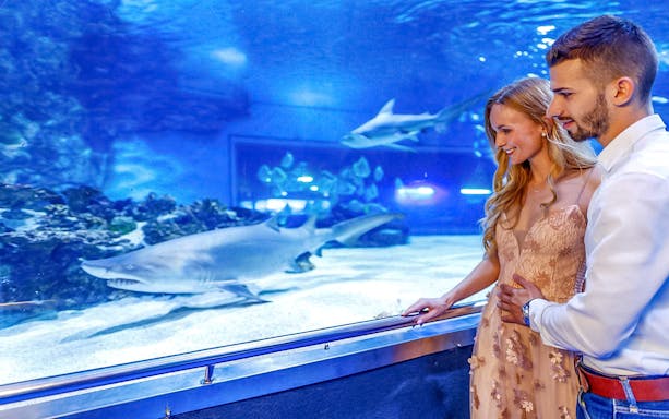 Couple observing sharks at Budapest Tropicarium aquarium exhibit.