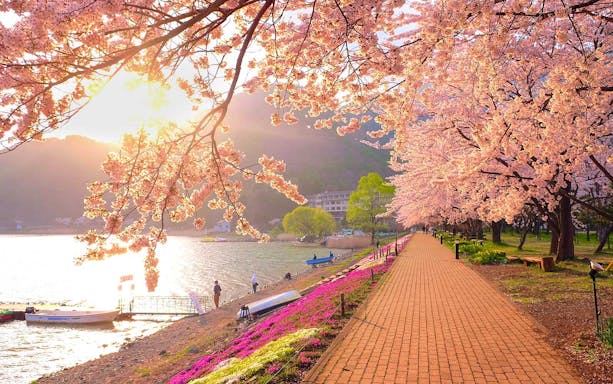 Cherry blossoms along Lake Kawaguchiko with Mt. Fuji in the background during a guided tour.