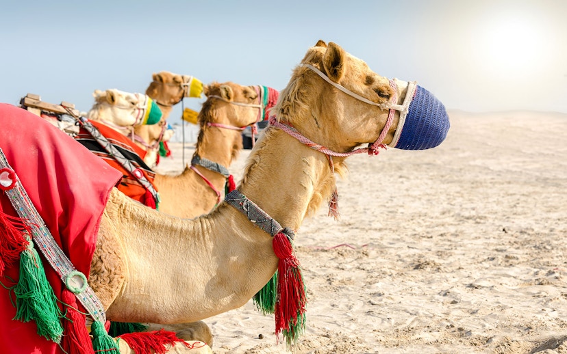 Camels adorned with colorful gear on Khor Al Adaid beach, Doha.