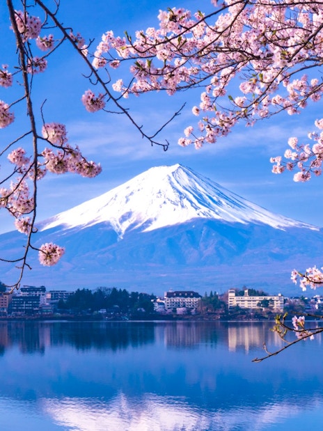 Cherry blossoms framing Mt. Fuji and Lake Kawaguchiko in Japan.