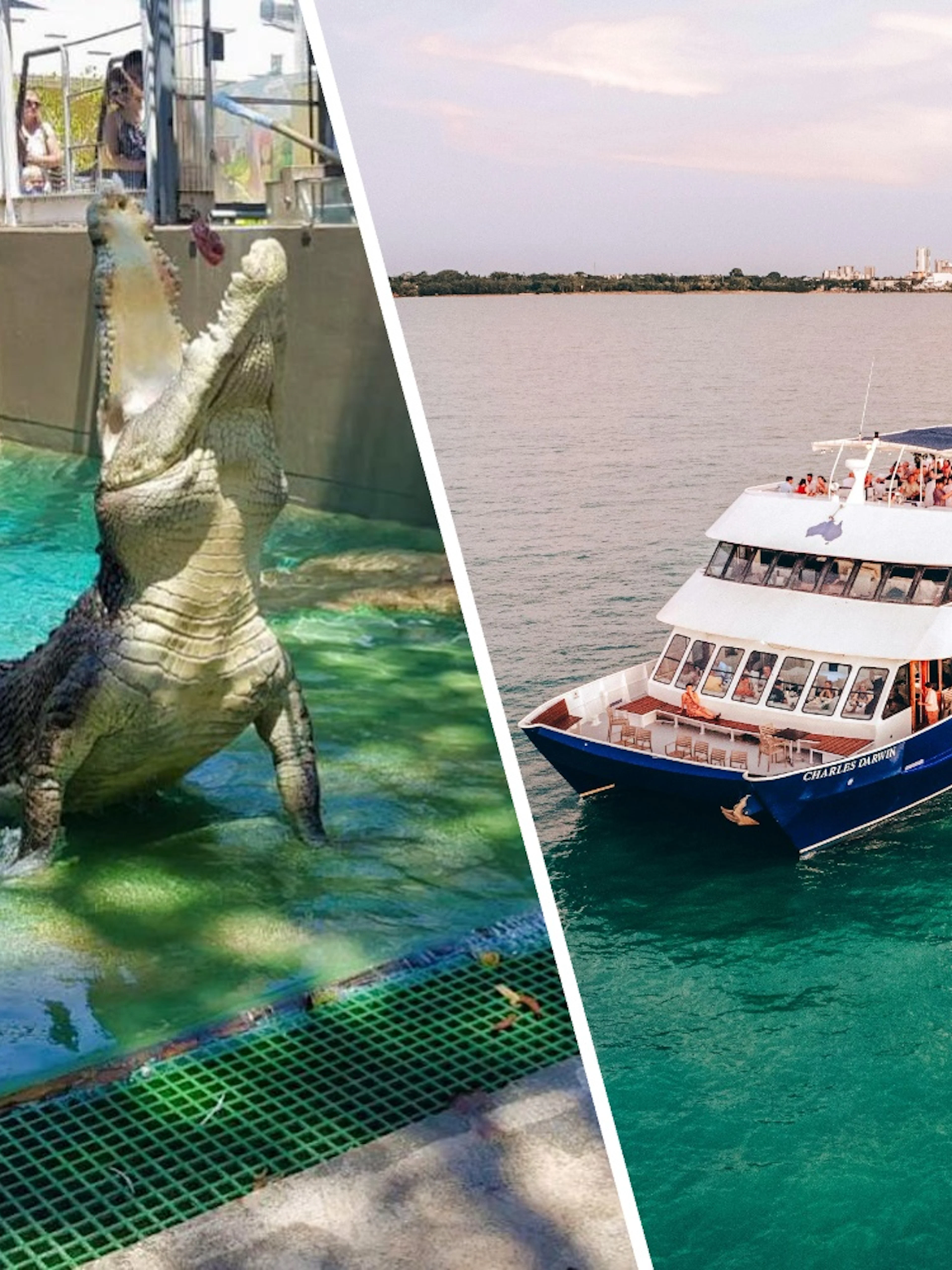 Crocodile at Crocosaurus Cove and cruise ship on Darwin Harbour.