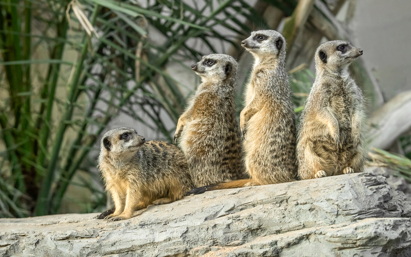 Desert House - Schonbrunn Zoo