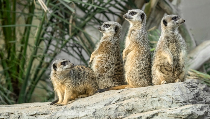 Desert House - Schonbrunn Zoo