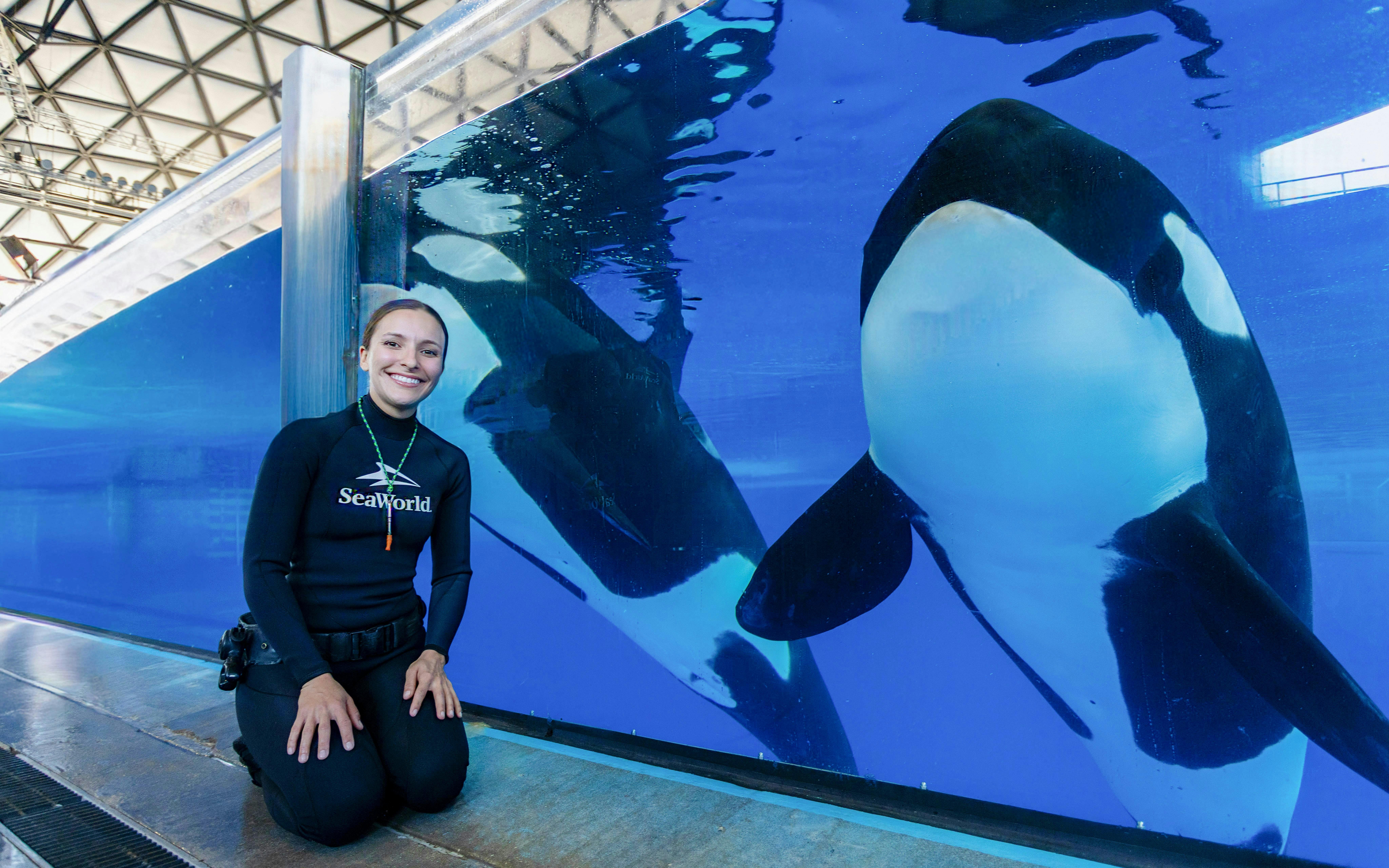 Trainer kneeling by orcas in tank at SeaWorld San Antonio.