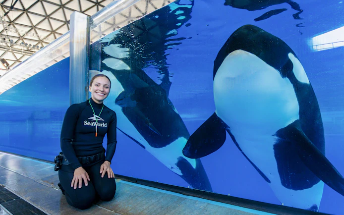 Trainer kneeling by orcas in tank at SeaWorld San Antonio.