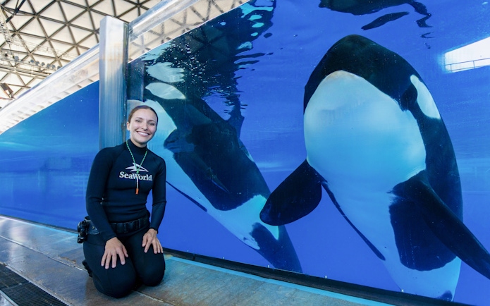 Trainer kneeling by orcas in tank at SeaWorld San Antonio.