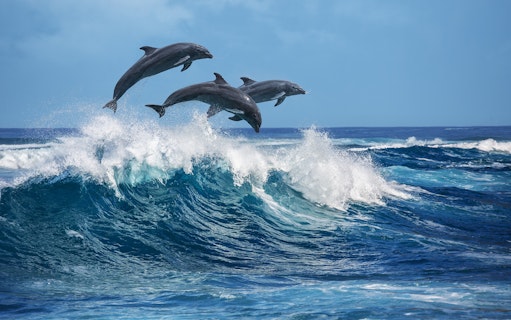 Dolphins leaping over waves near Rottnest Island during a ferry day trip from Fremantle.