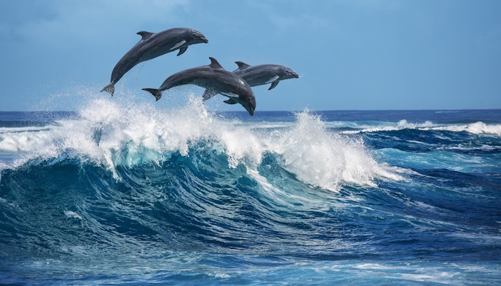 Dolphins leaping over waves near Rottnest Island during a ferry day trip from Fremantle.
