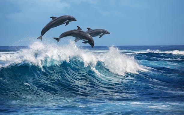 Dolphins leaping over waves near Rottnest Island during a ferry day trip from Fremantle.