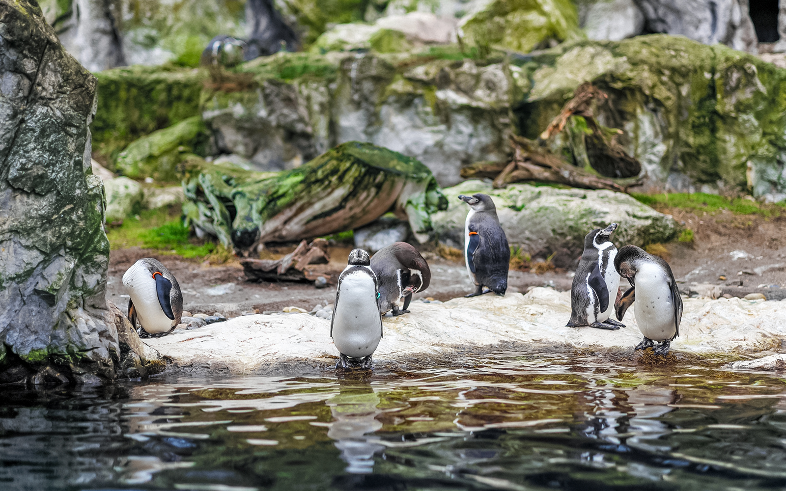 Penguins on rocky terrain at Schönbrunn Zoo, Vienna.