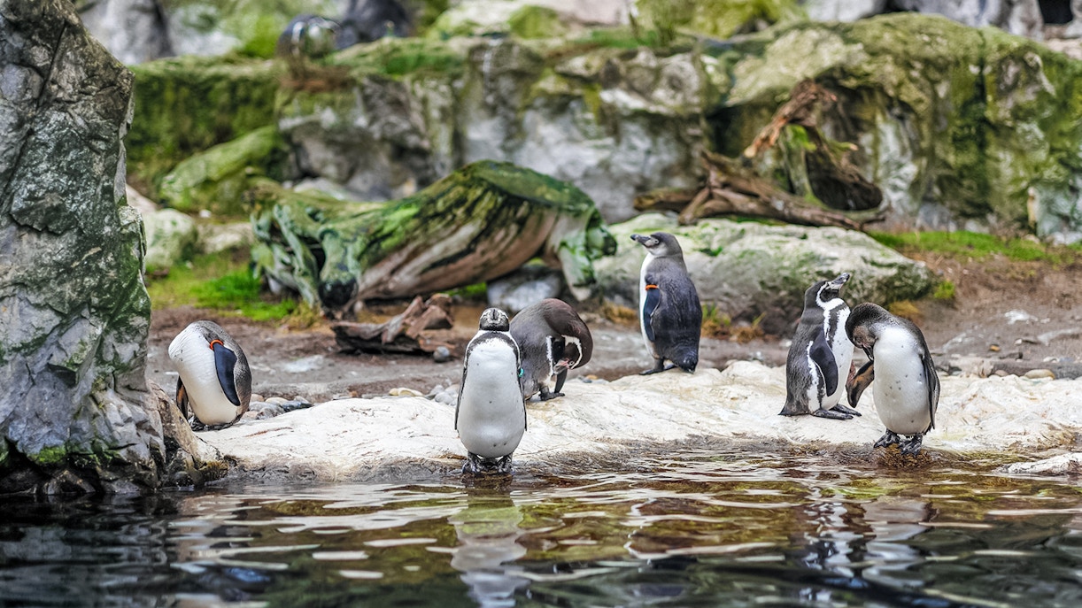Penguins on rocky terrain at Schönbrunn Zoo, Vienna.