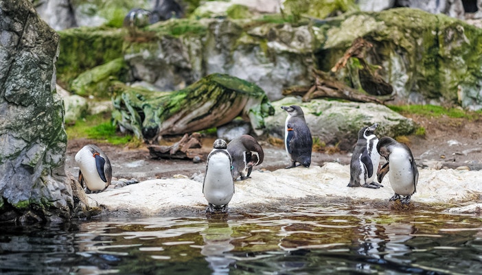 penguin world