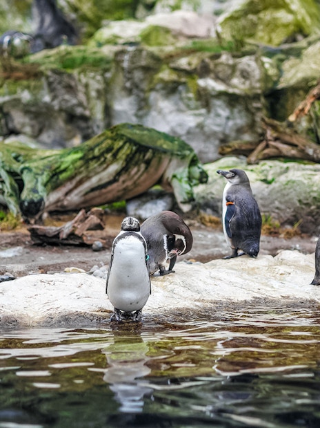 Penguins on rocky terrain at Schönbrunn Zoo, Vienna.