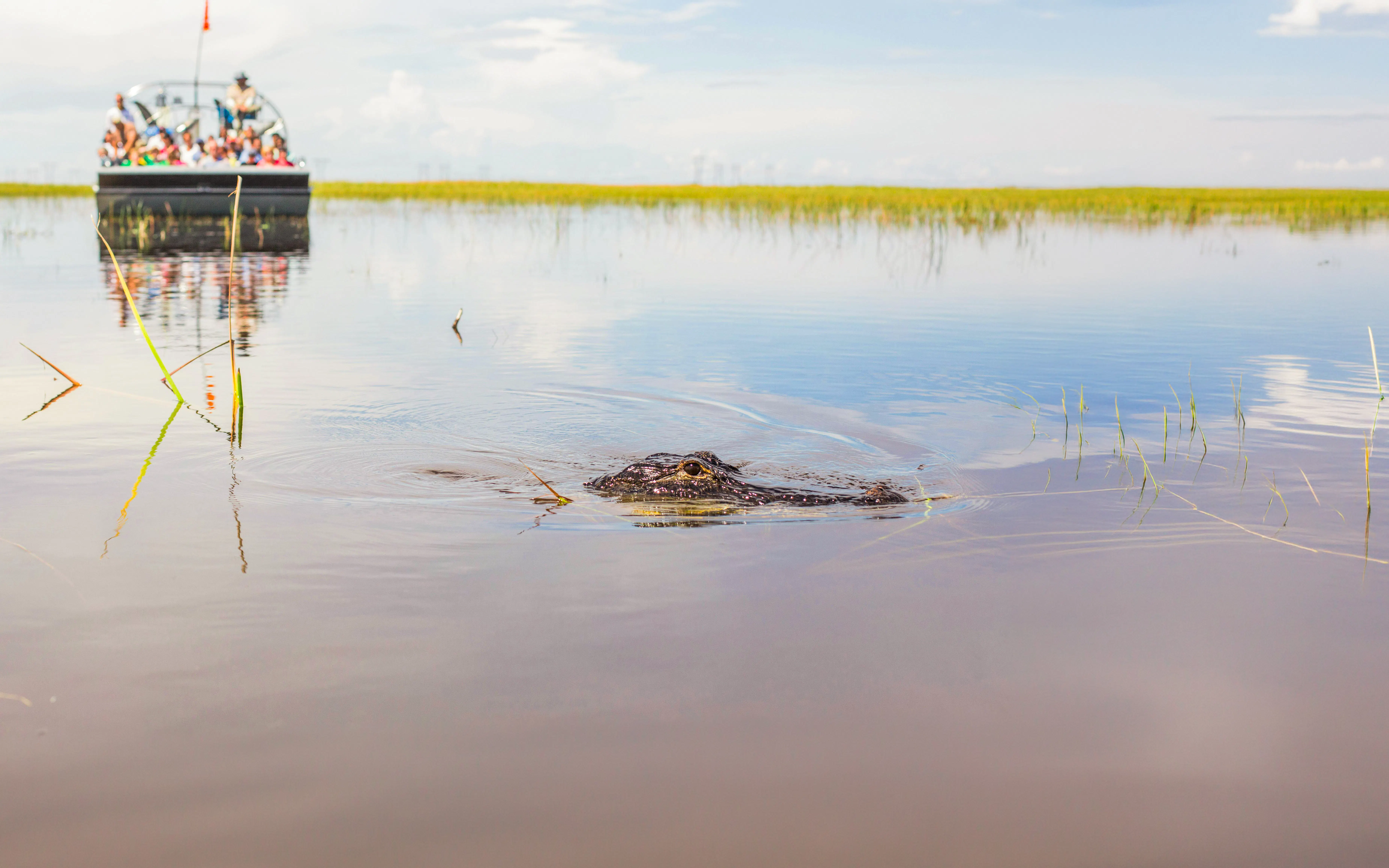 American alligator in water during Miami airboat tour with boat in background.