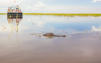 American alligator in water during Miami airboat tour with boat in background.