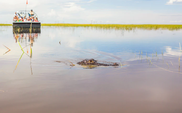 American alligator in water during Miami airboat tour with boat in background.