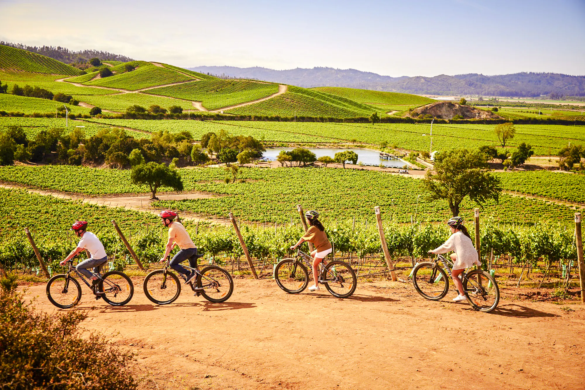 Cyclists riding through vineyards in Casablanca Wine Valley, Chile.