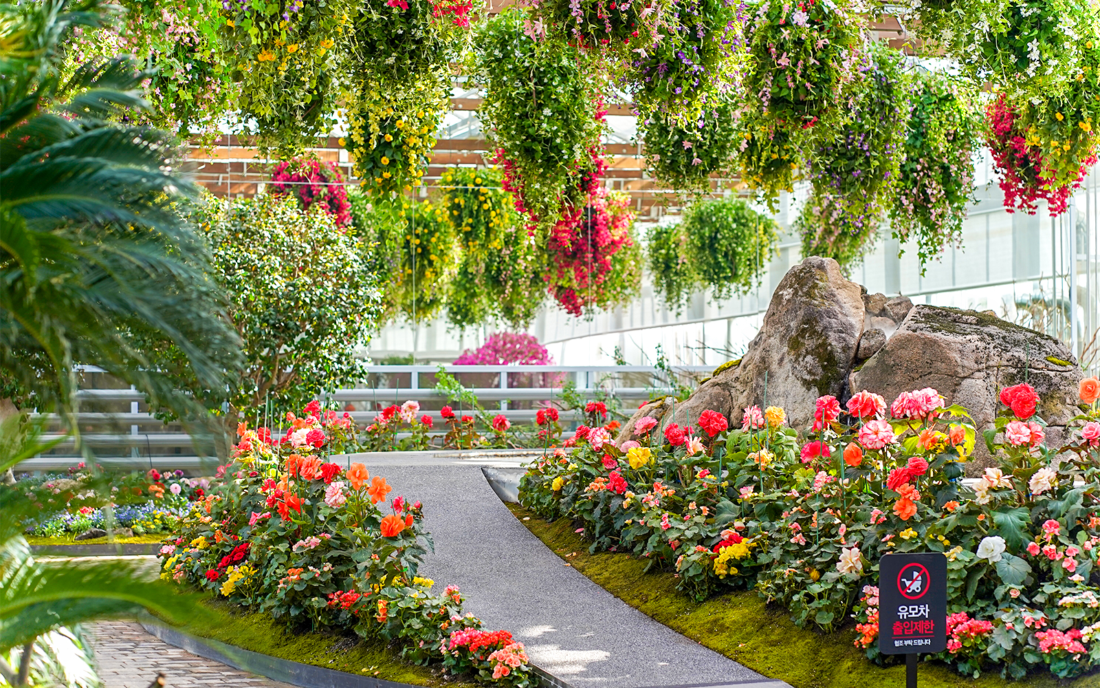 Greenhouse pathway lined with colorful begonias at Gapyeong Begonia Bird Park.